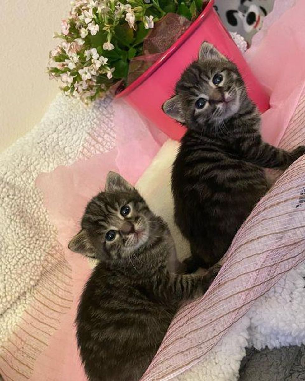 twin tabby kittens