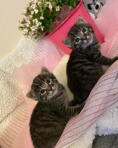 twin tabby kittens