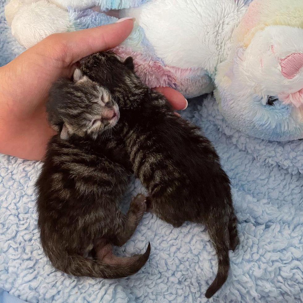 newborn kittens tabby