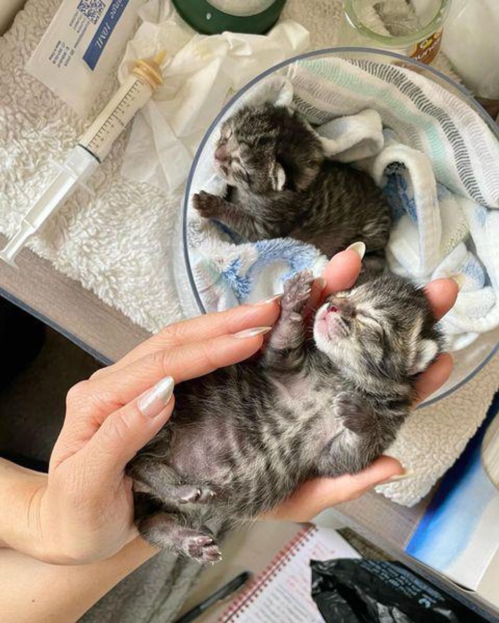 tabby kittens bottle babies