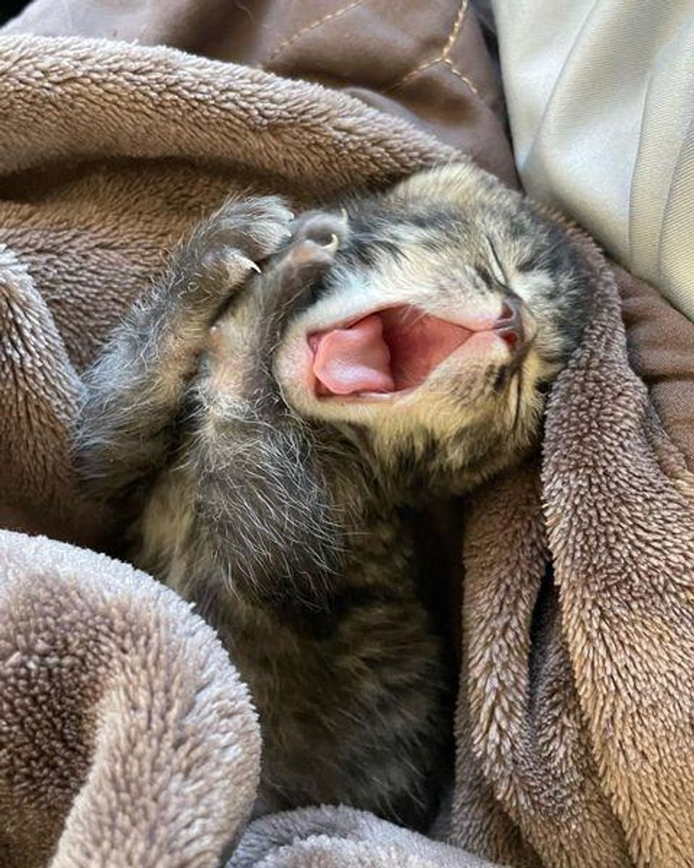 big yawn kitten