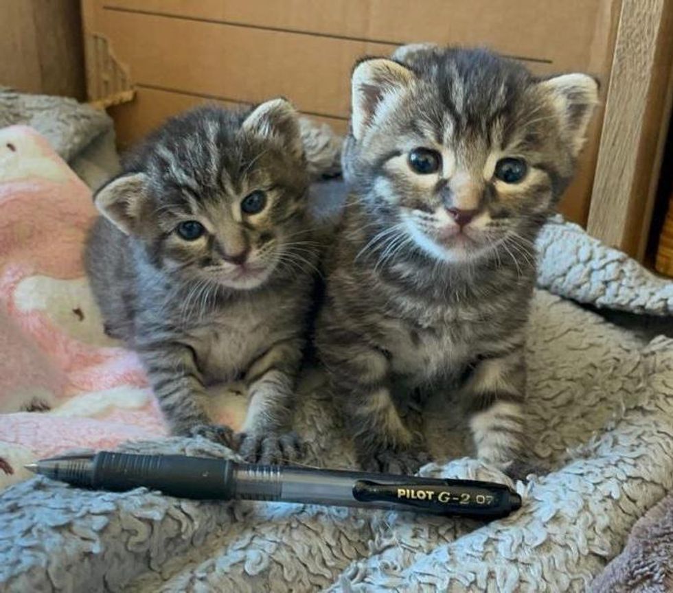 tabby twin kittens