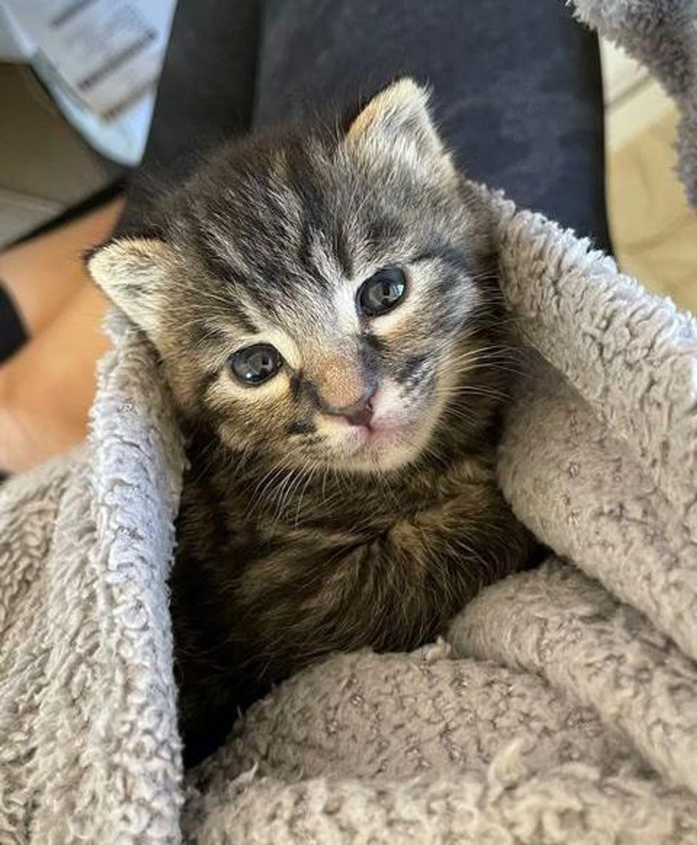 purrito kitten