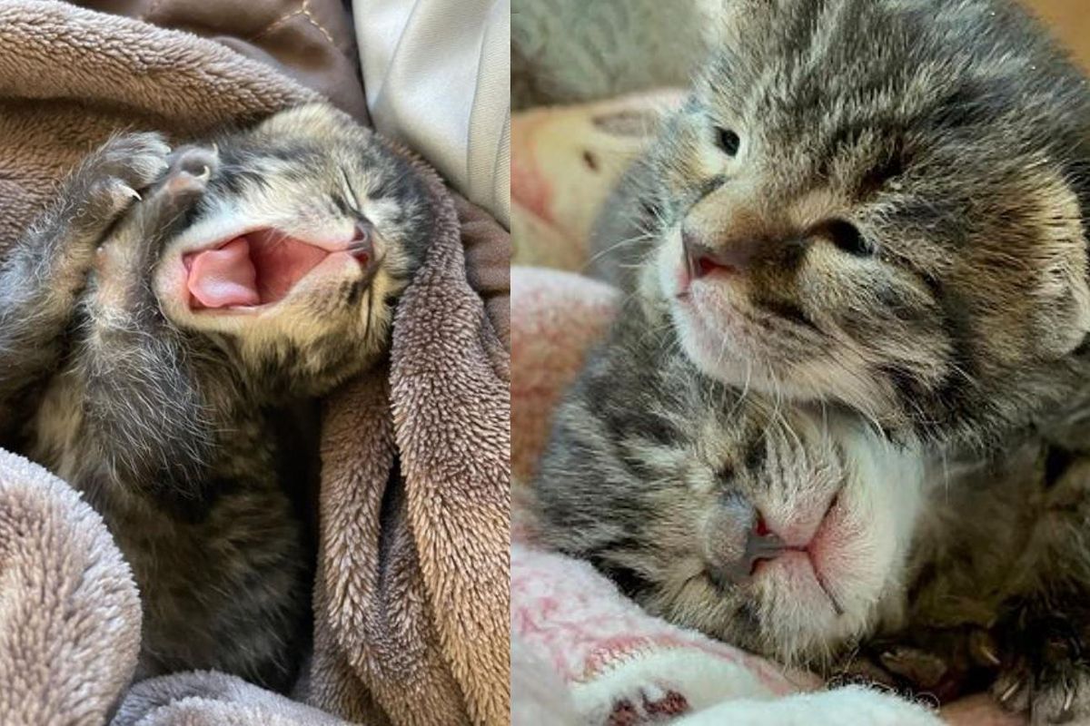 Kittens Keep Each Other Going Strong As They Purr Their Way to a Chance at a Better Life