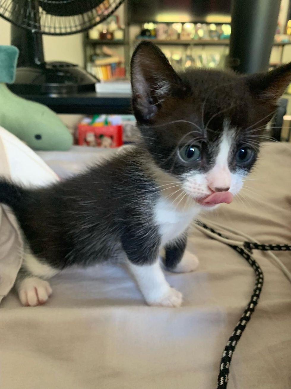 tuxedo kitten