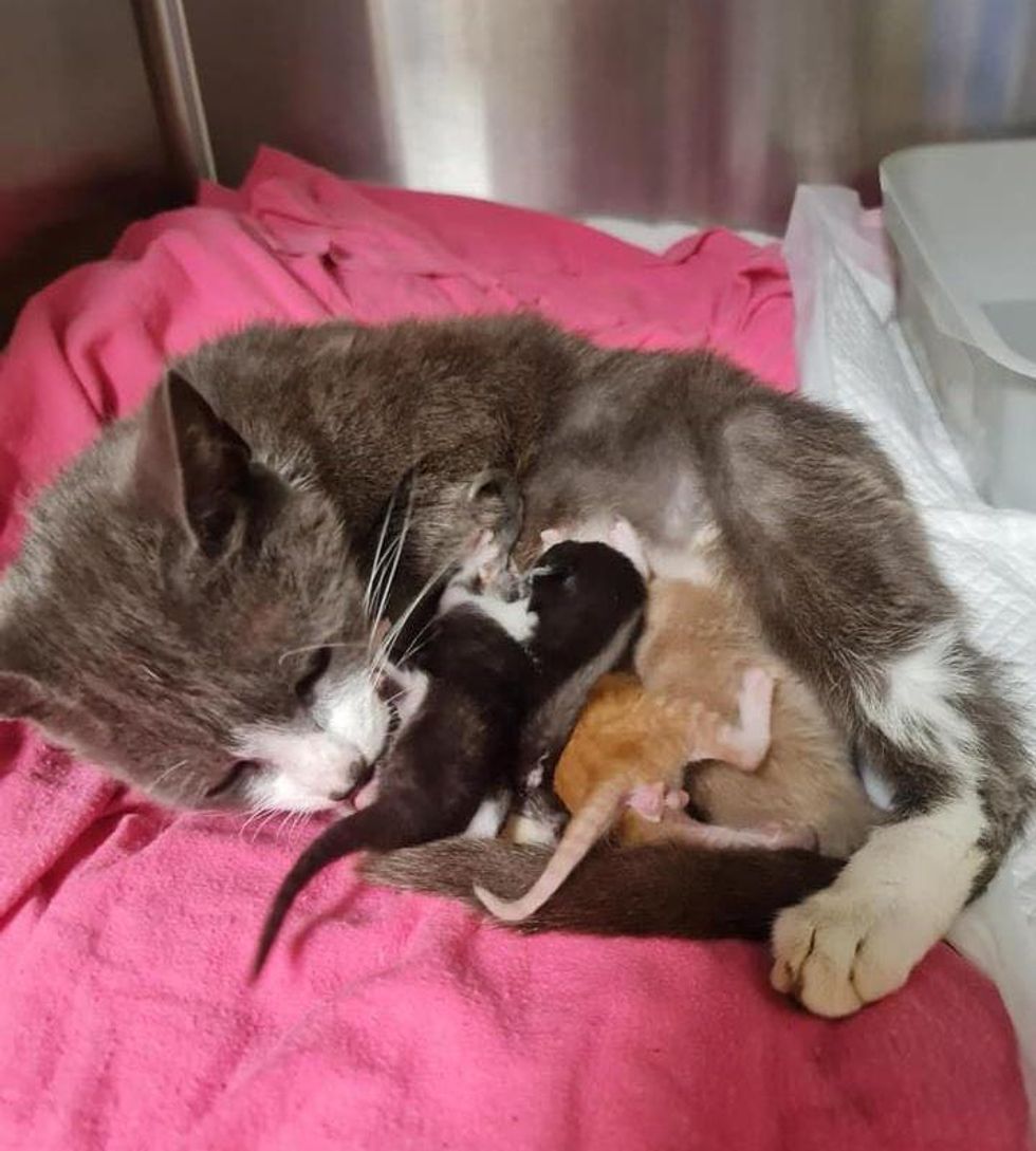cat adopts kittens