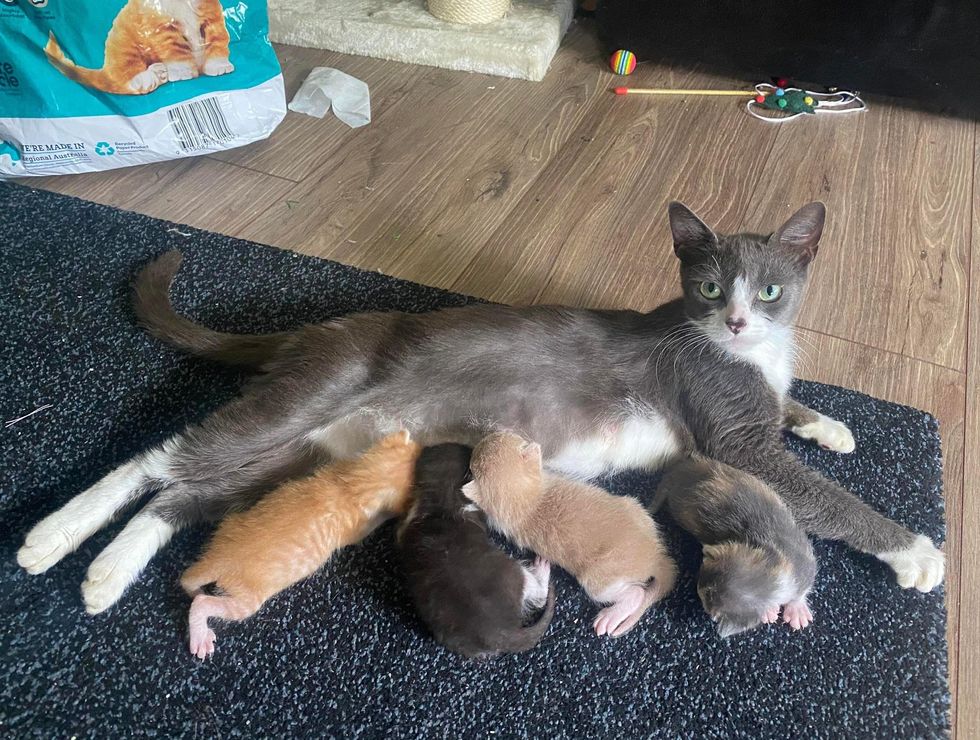 cat nursing kittens