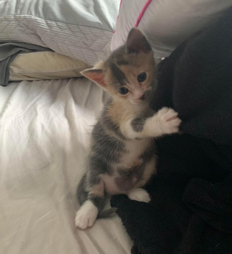 calico kitten standing