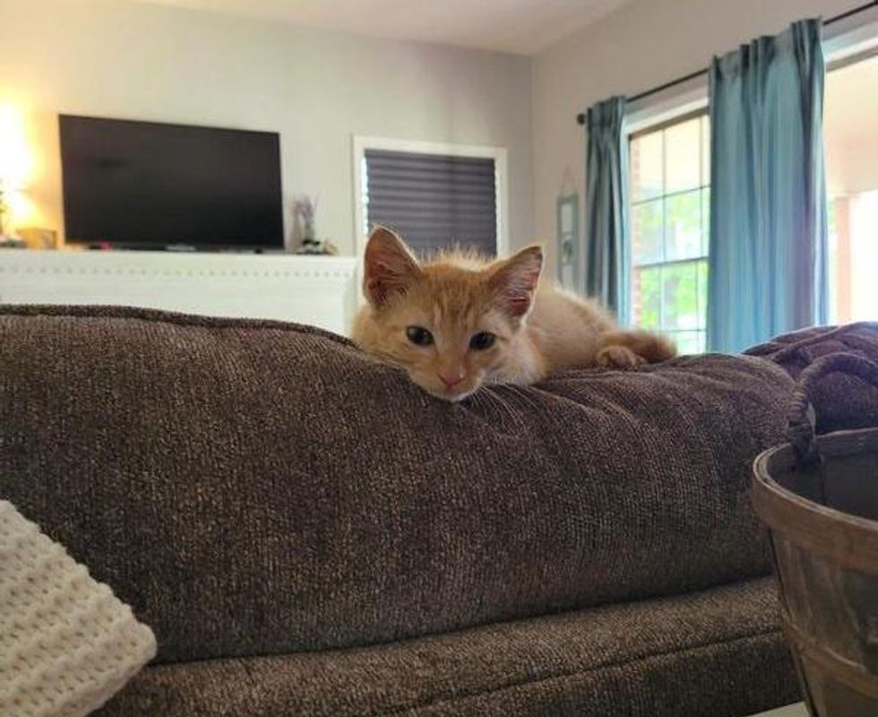 orange tabby kitten couch