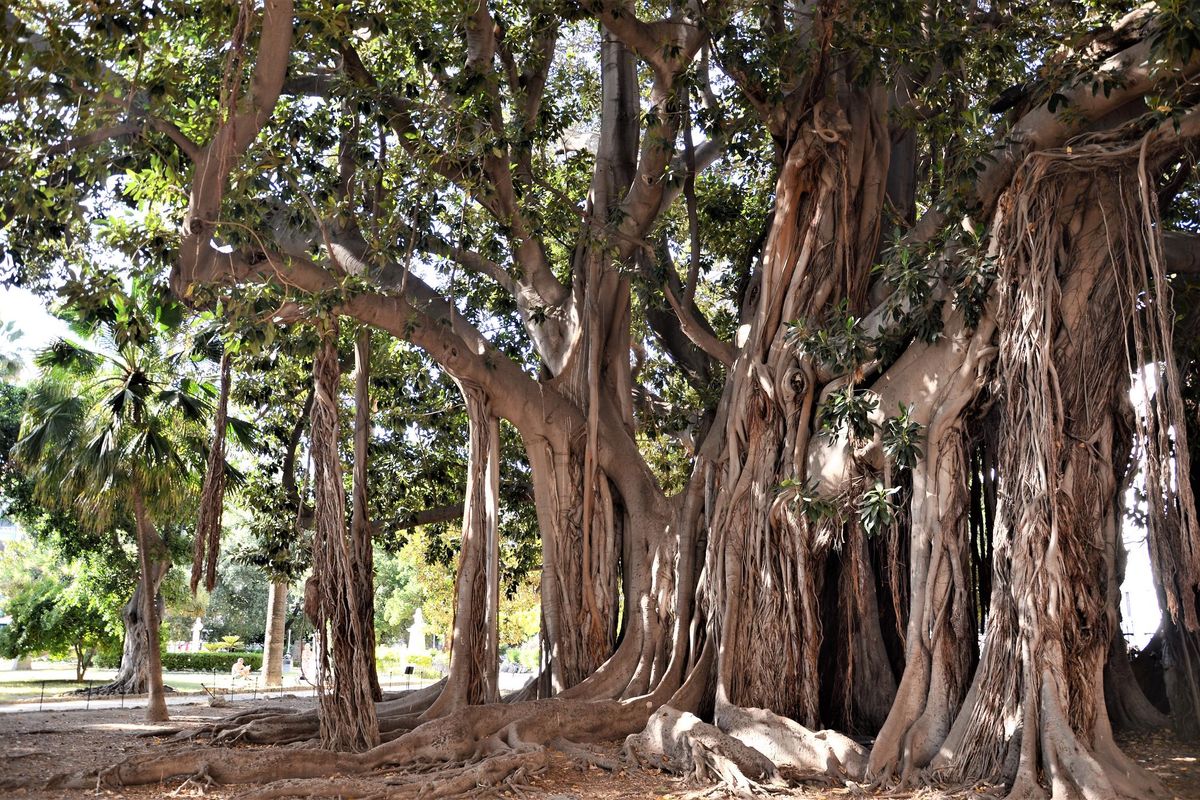 Un ficus così grande da essere la «coop vegetale» di Palermo