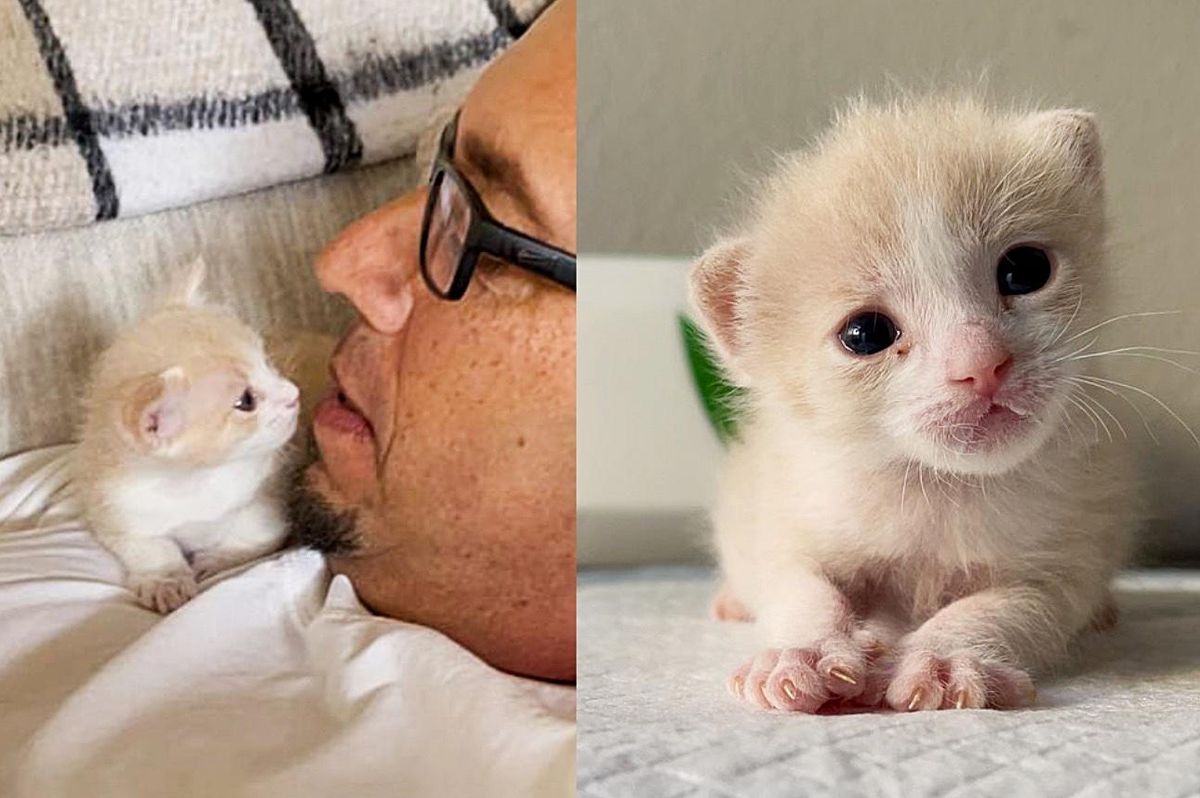 Kitten Left Inside a House By His Mom Now Has a Couple to Keep Him Company