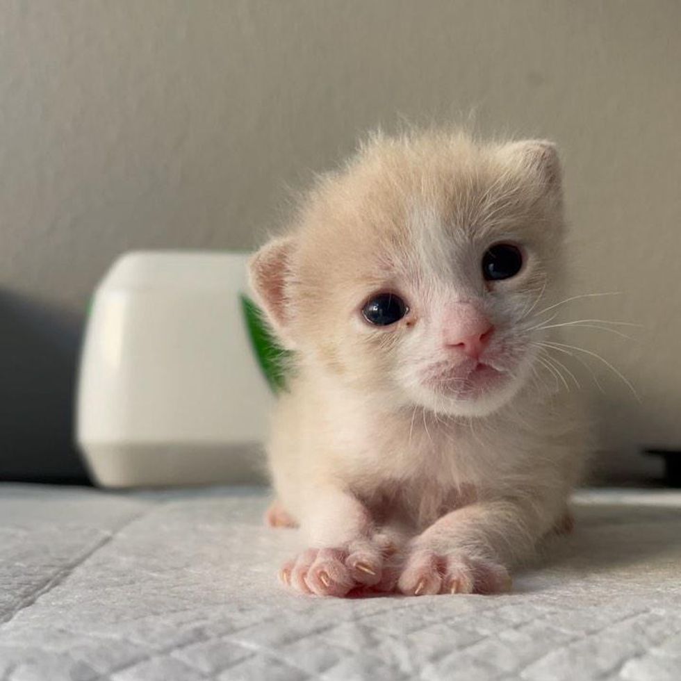 tiny kitten