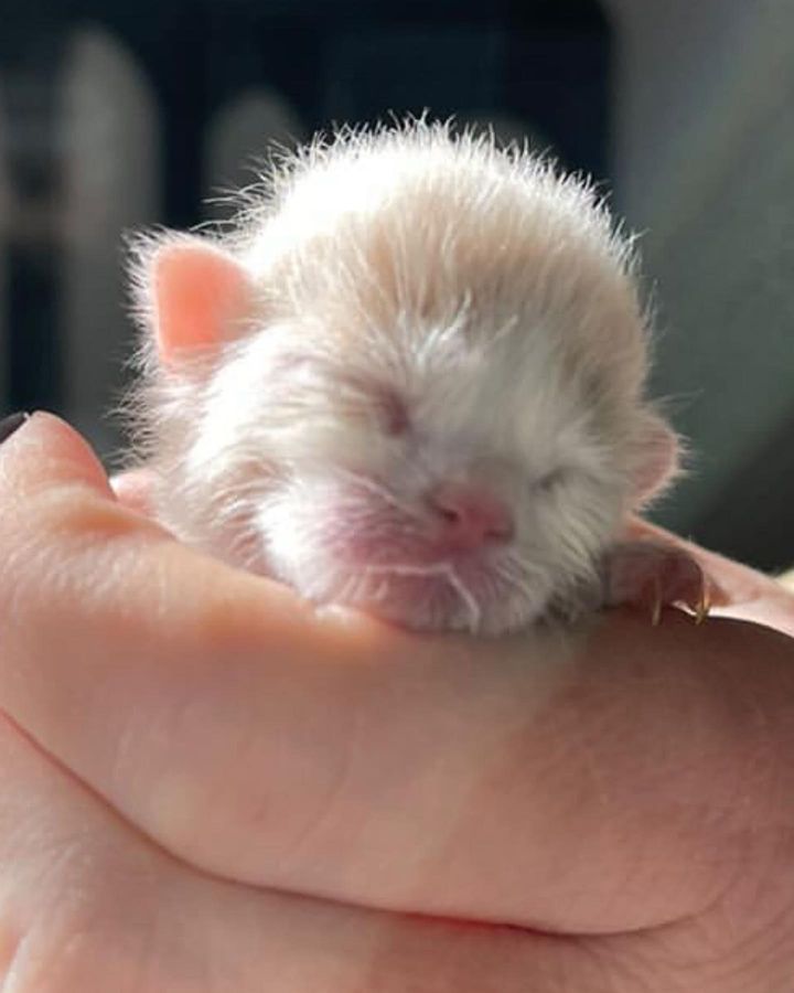 newborn kitten