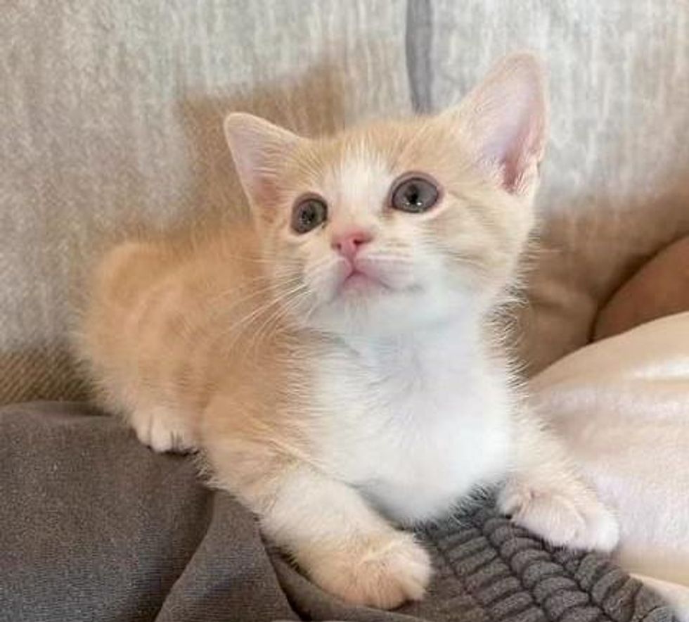 sweet orange kitten