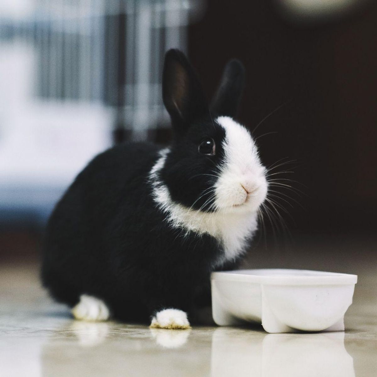 1. They can be litterbox trained—and it's way less stinky than a cat's