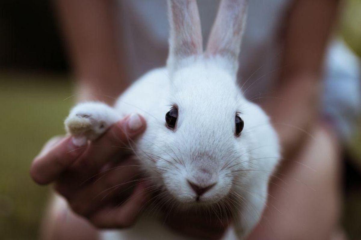 bunny, pet, indoor