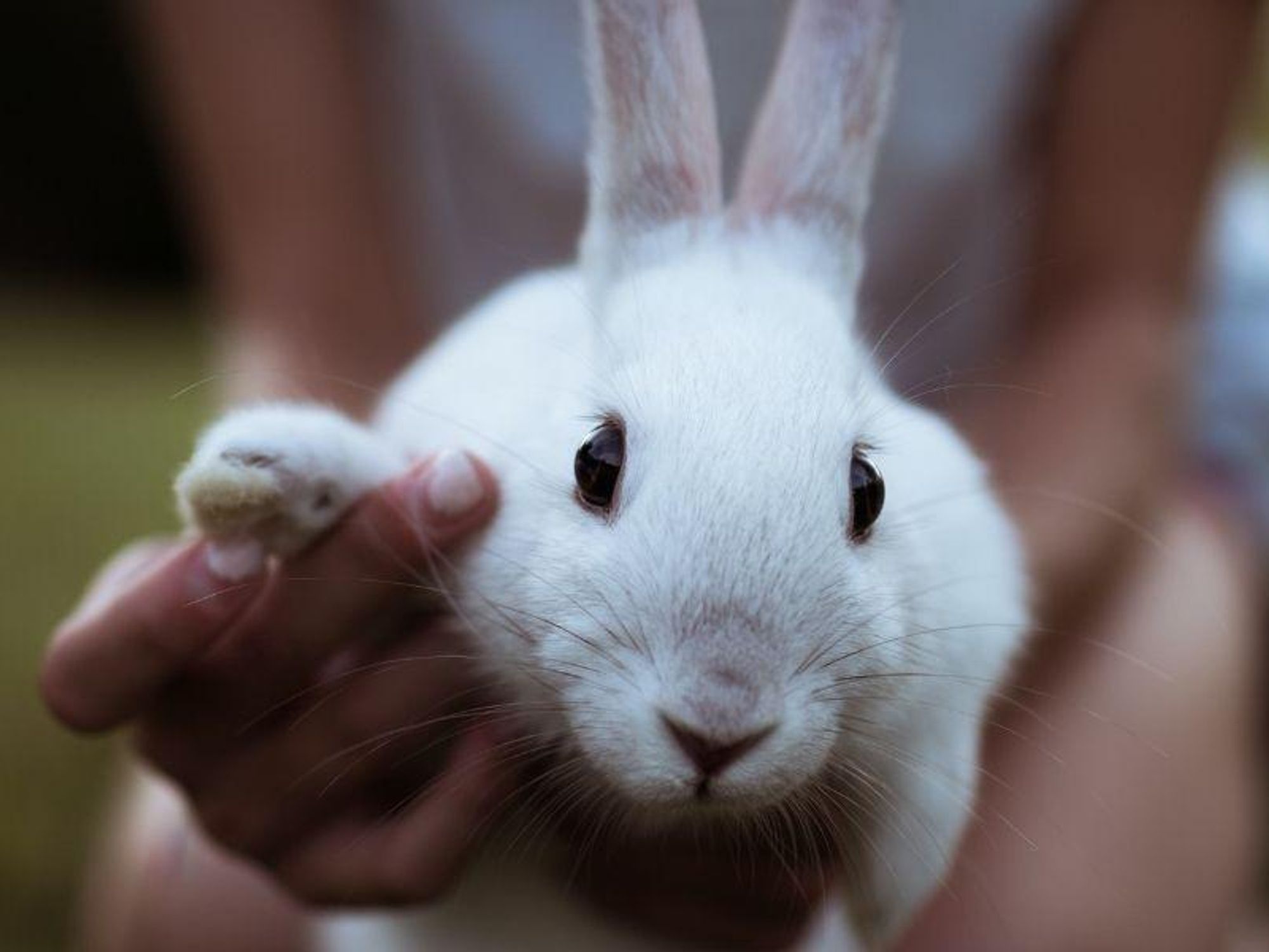 Bunnies make surprisingly awesome indoor pets - Upworthy