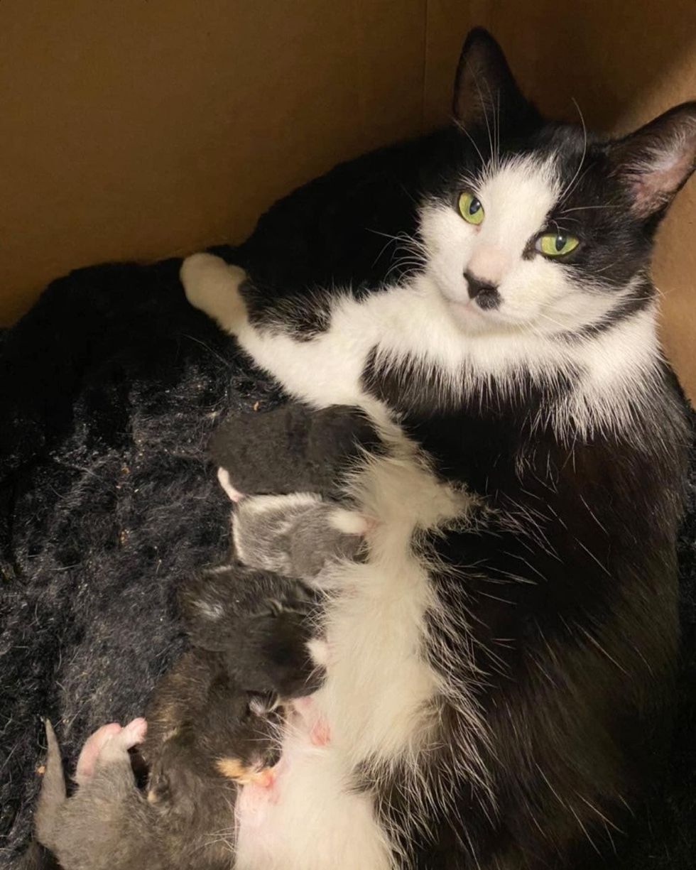 cat nursing kittens