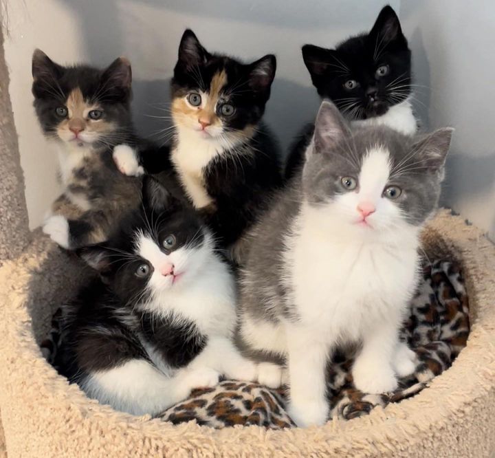 oreo cat kittens