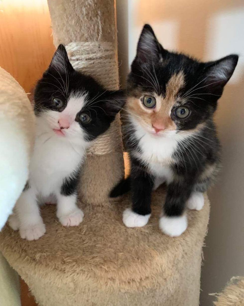 tuxedo calico kittens