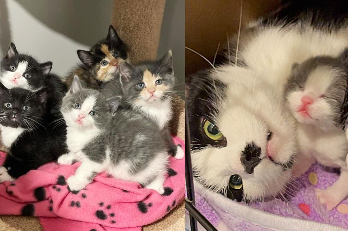 Stray Cat So Happy When She Enters the Door of a Home So Her Kittens Won't Have to Live on Streets