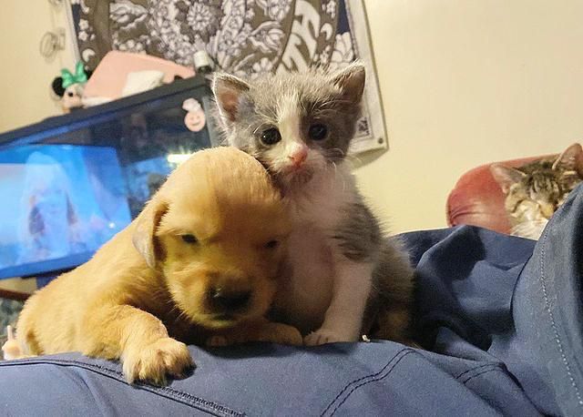 Kittens and sales puppies cuddling