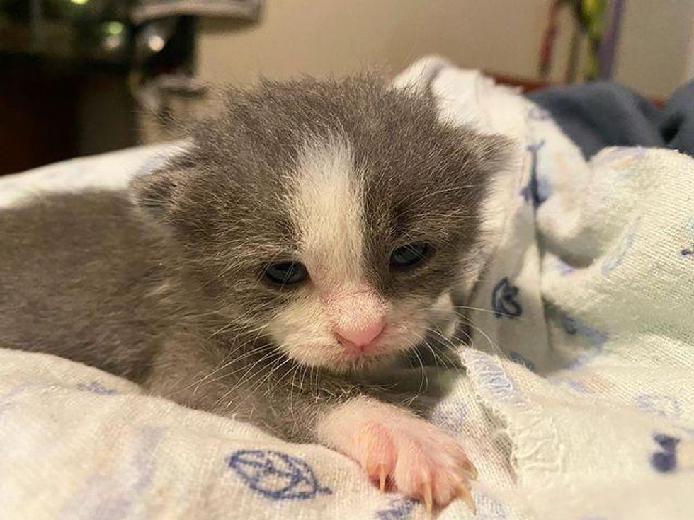 gray kitten