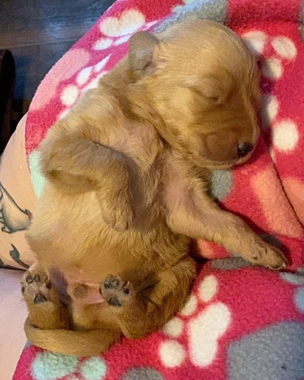 sleepy puppy, golden retriever