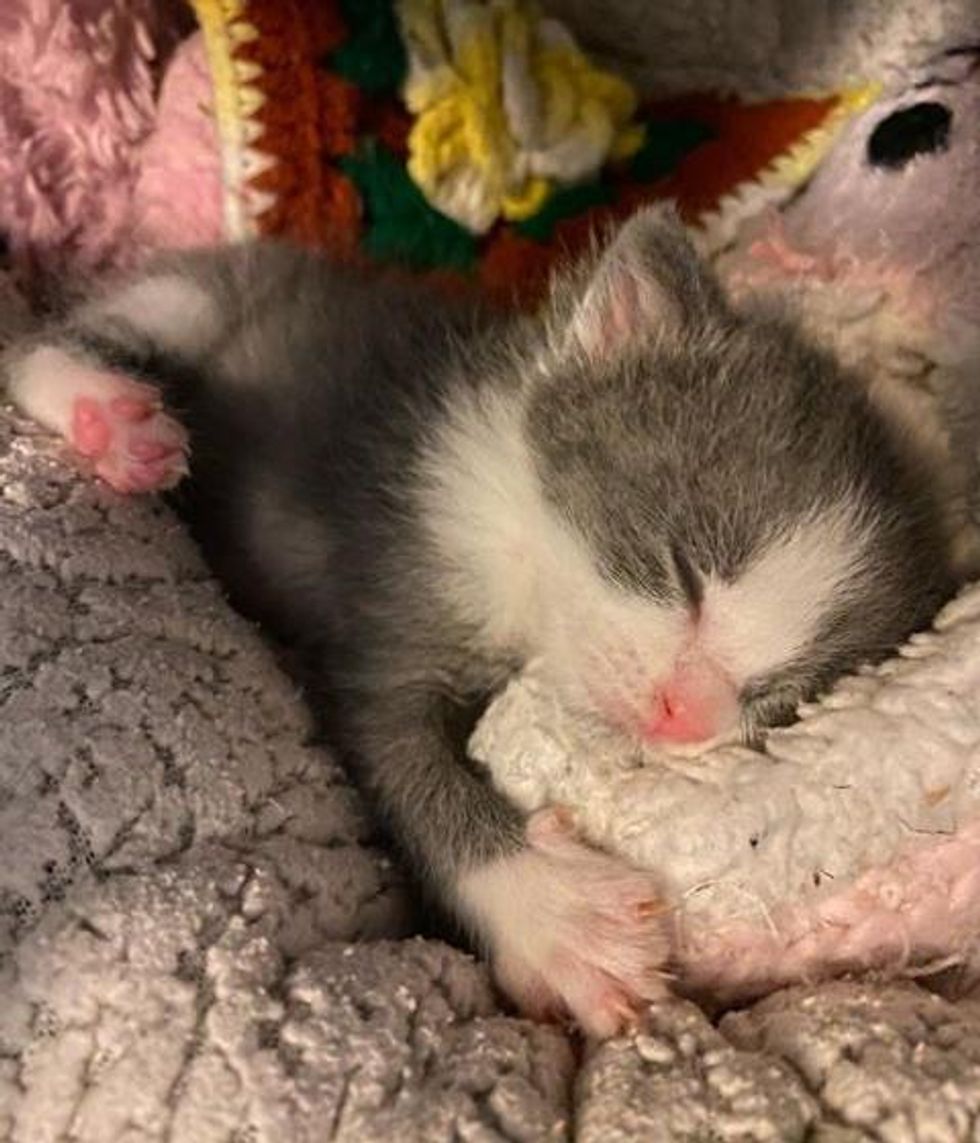 sleepy kitten