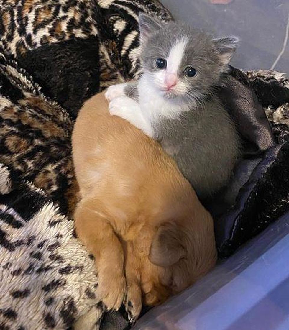 kitten puppy snuggling