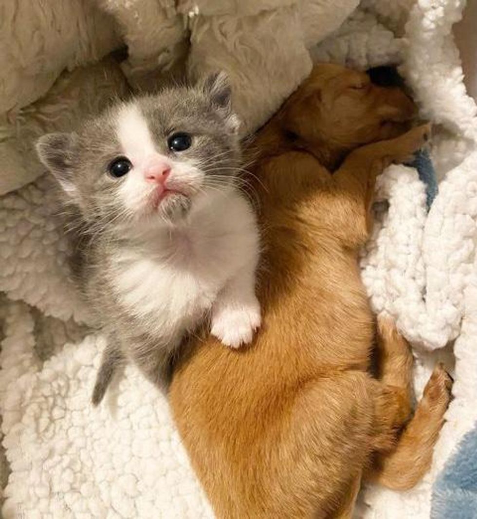 kitten puppy snuggling