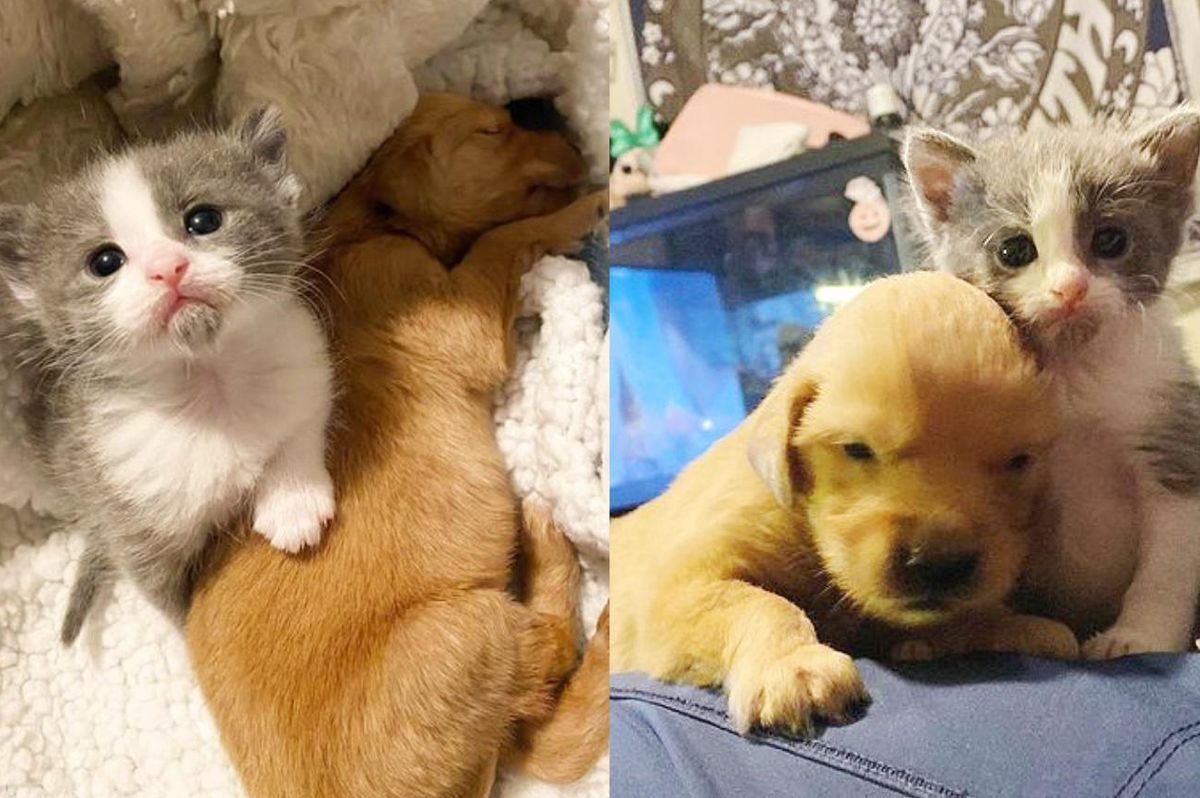 Kitten Found Outside Now Has a Puppy to Lean on Whenever She Needs a Cuddle