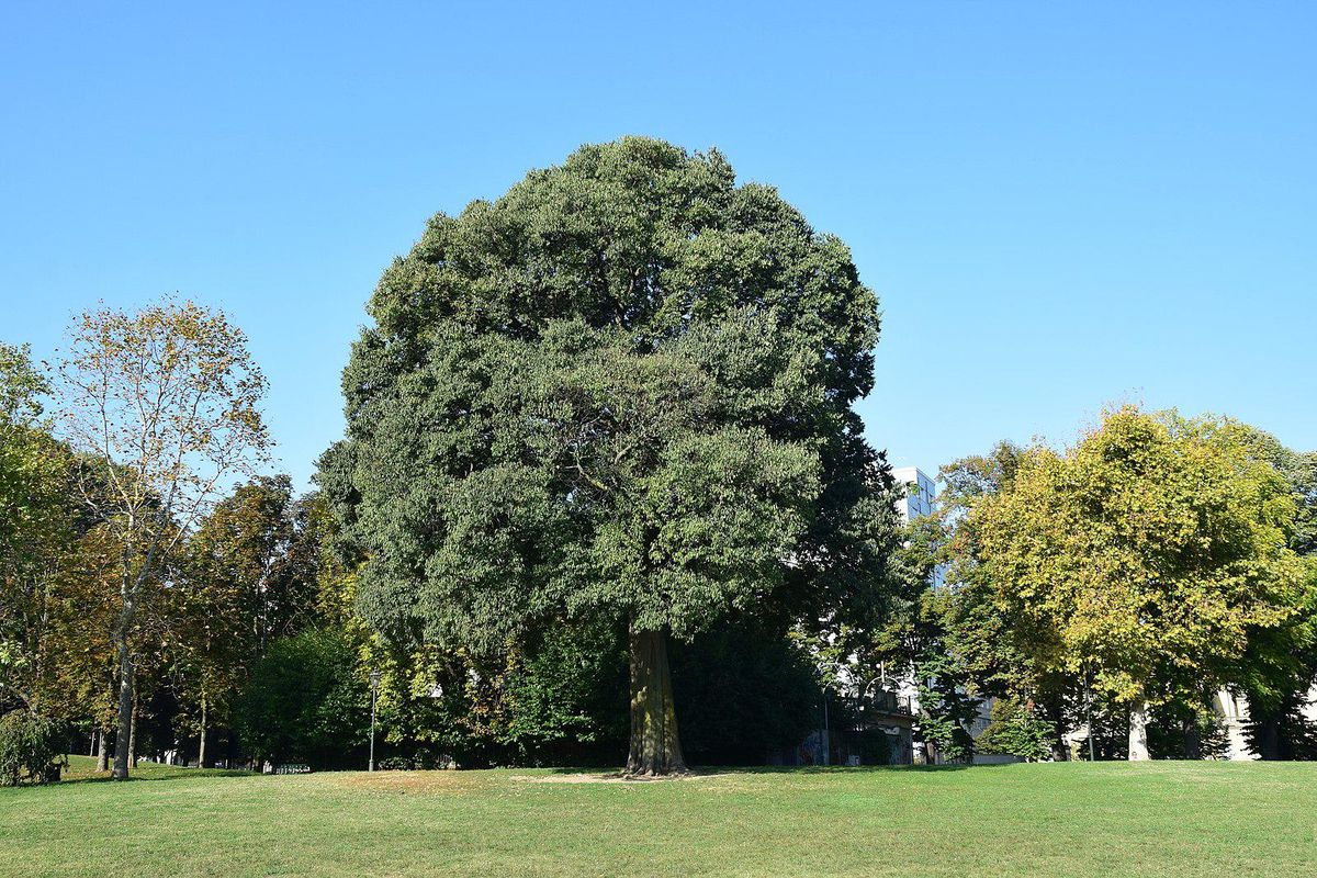 Il bagolaro del Parco del Valentino che i bimbi scambiano per guardiano