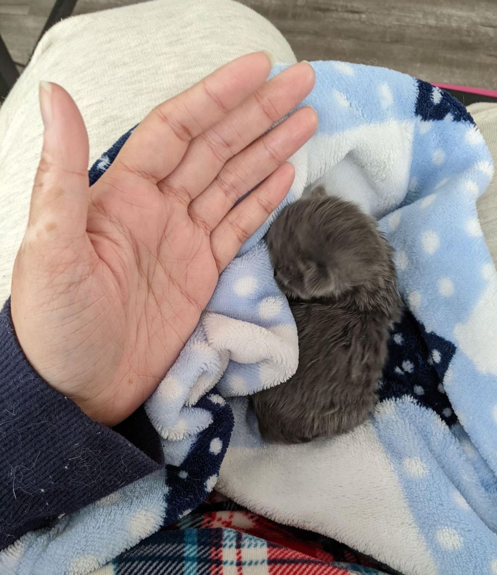 tiny kitten