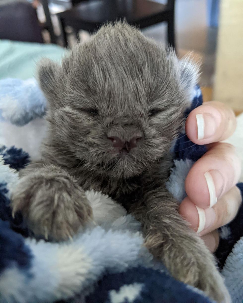 kitten eyes opened