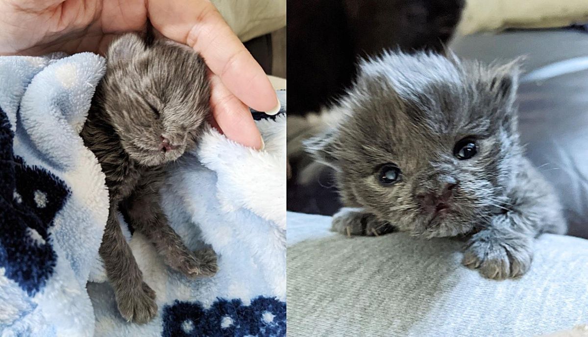 Kitten Holds onto Person Who Gave Her a Chance at Life, and Becomes Affectionate Little Hugger