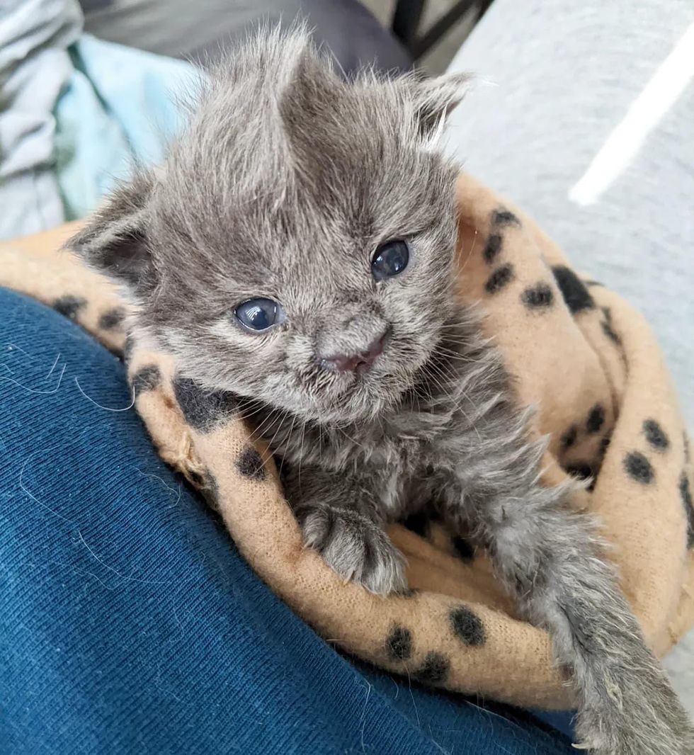 mohawk kitten