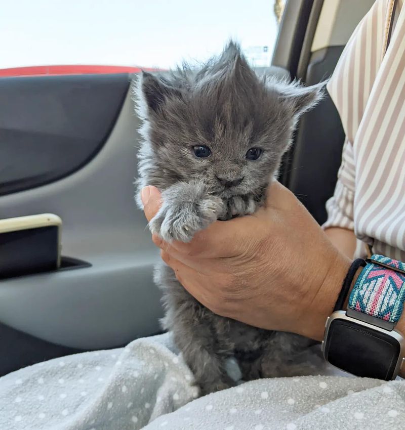 mohawk cute kitten