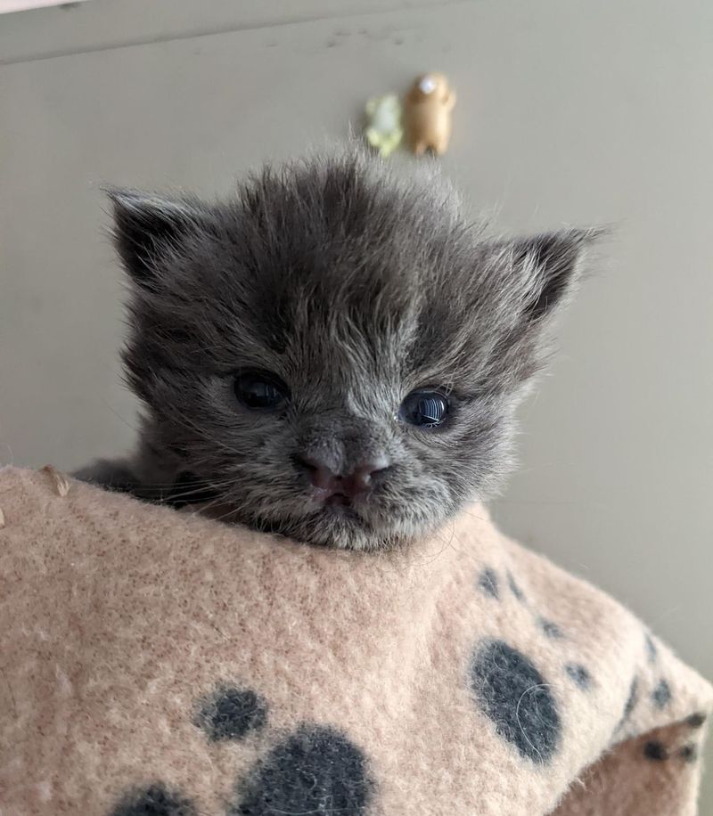 purrito kitten