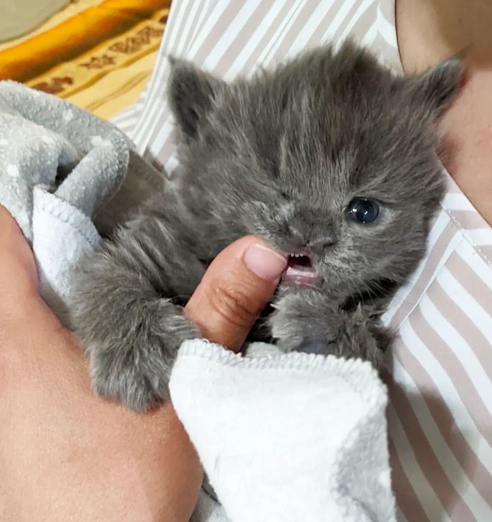 sweet kitten teeth