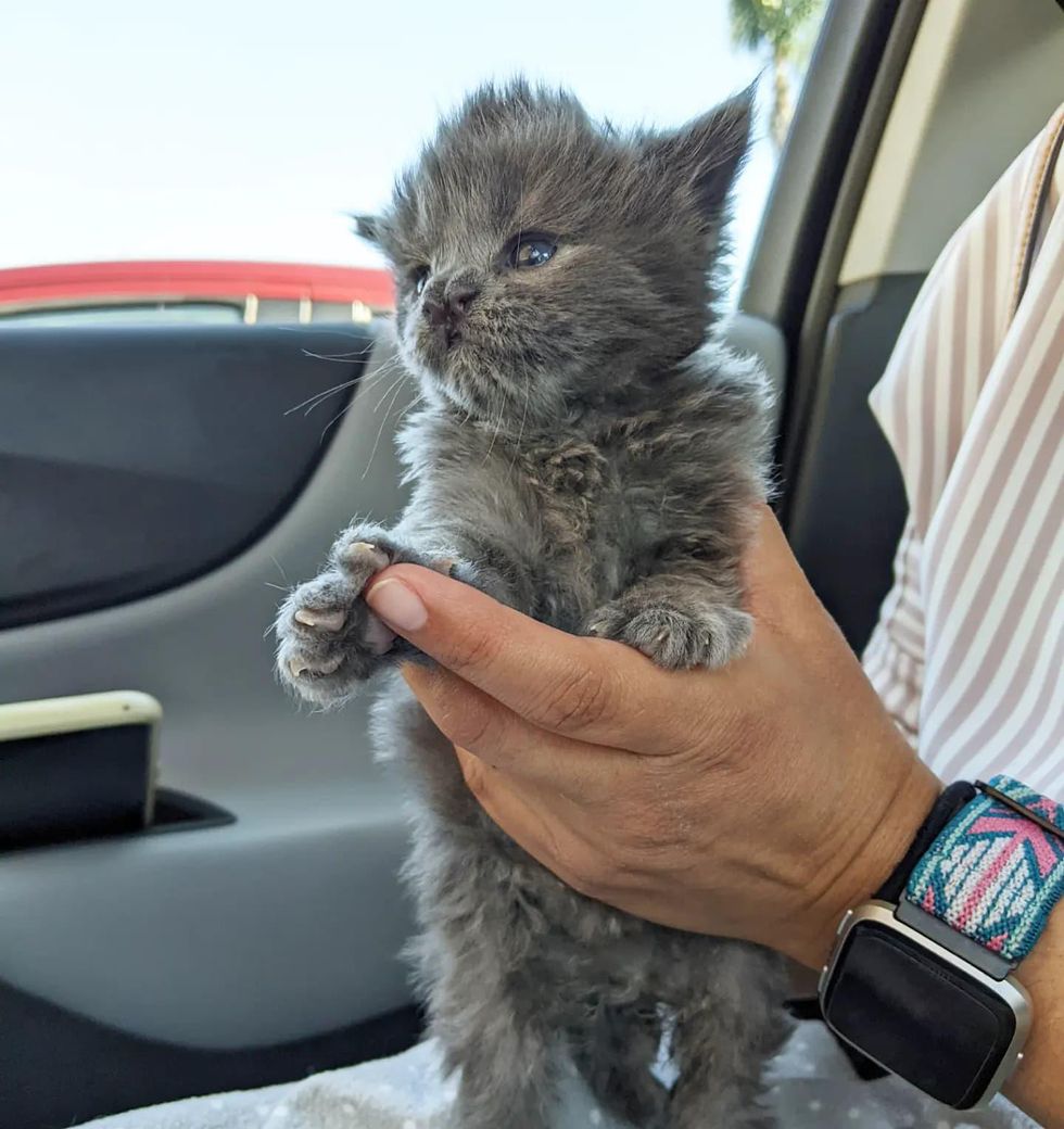 fluffy tiny kitten