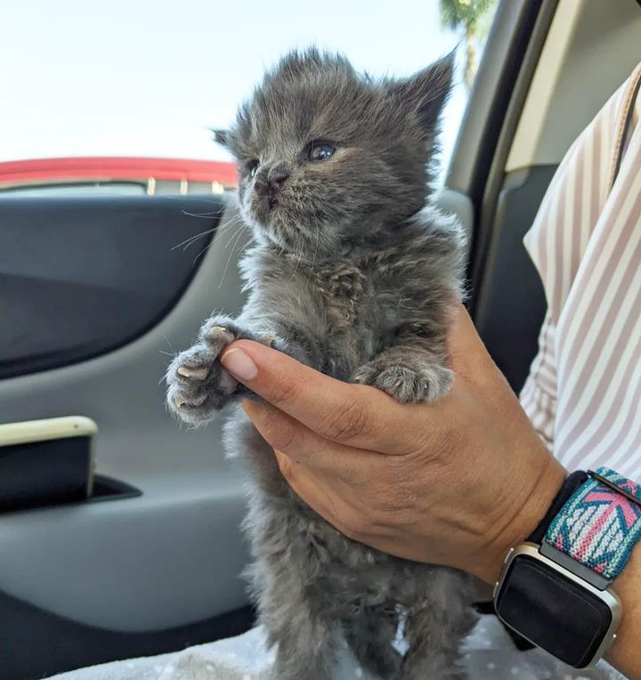 fluffy tiny kitten