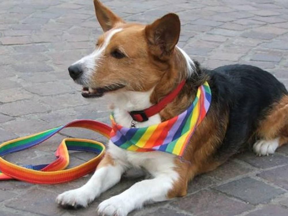 Dog ditched by owner for being 'gay' - Upworthy