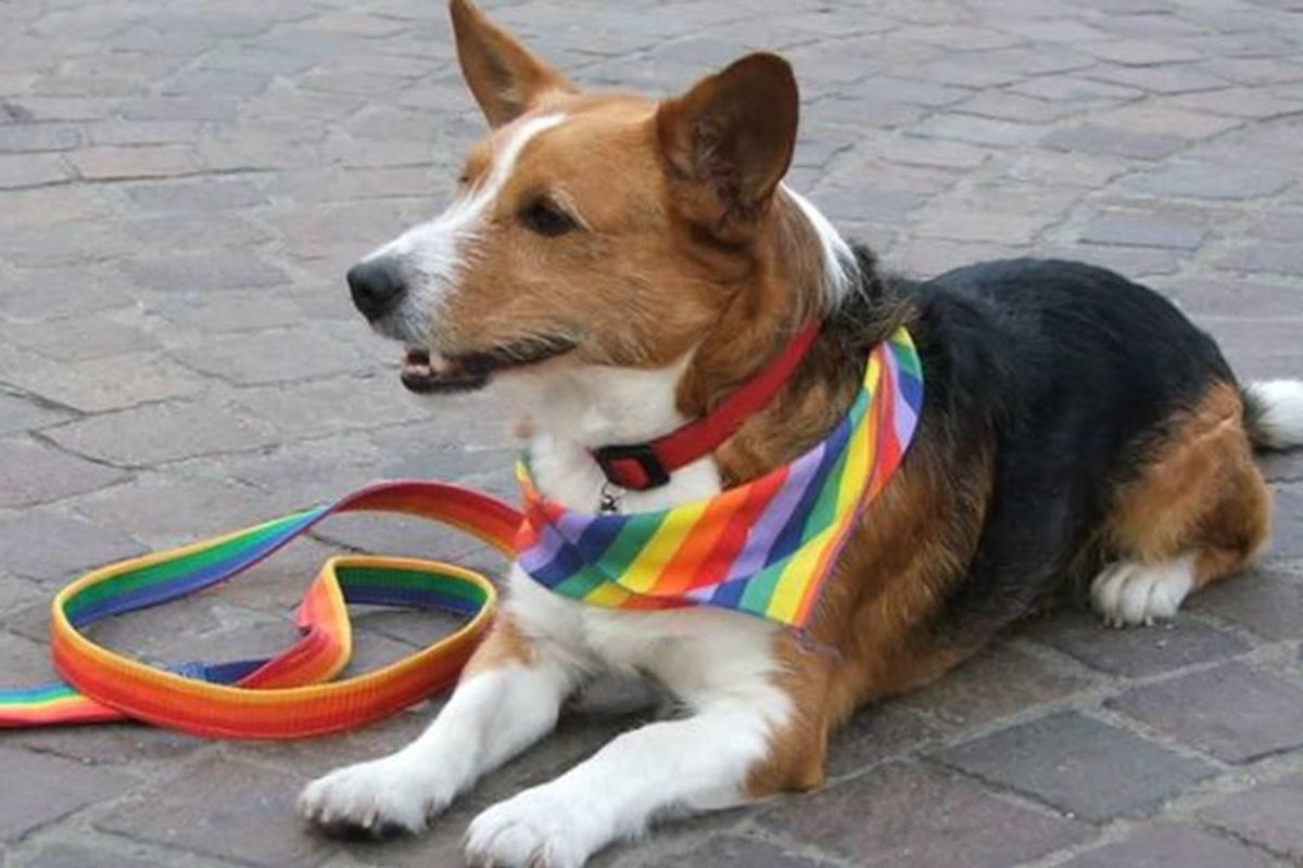 gay dog, dog shelter, homosexual animals
