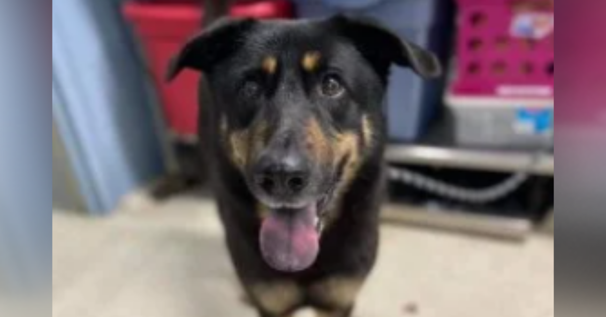 Sweet Dog Abandoned At North Carolina Shelter After His Owners Complained That He's 'Gay'