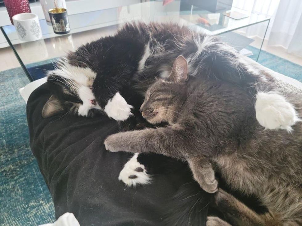 cats cuddling