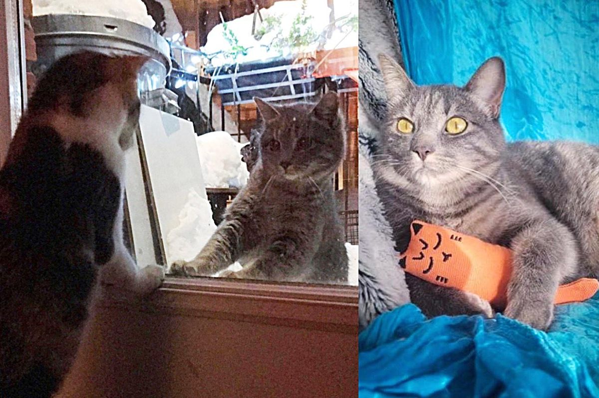 Kitten Comes Up to Porch Door Wanting to Get in and Ends Up Being Adopted by a Cat