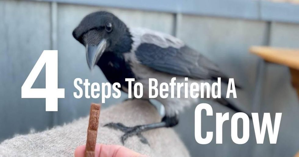 Crows are shockingly smart. Here’s how to make friends with one in four steps.