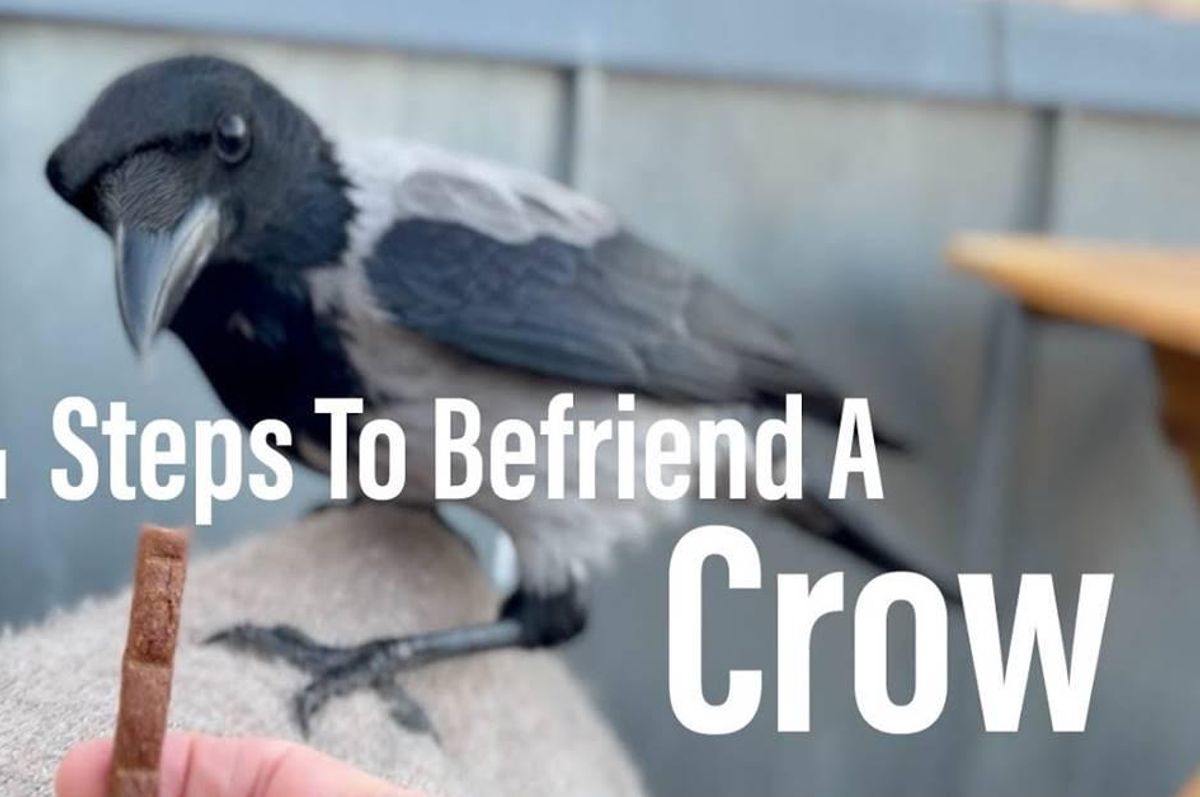 a young crow looking at someone offering them a treat