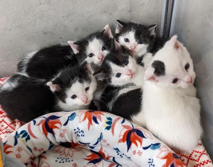 cow kittens cuddles